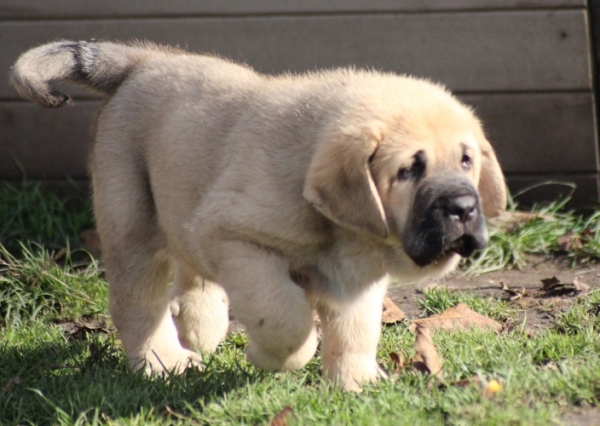 Kheops King Tornado Erben 7 weeks old
Ch. Vacceo de Fuente Mimbre x EJW 2012, Jch. Europa Tornado Erben
Keywords: puppyczech