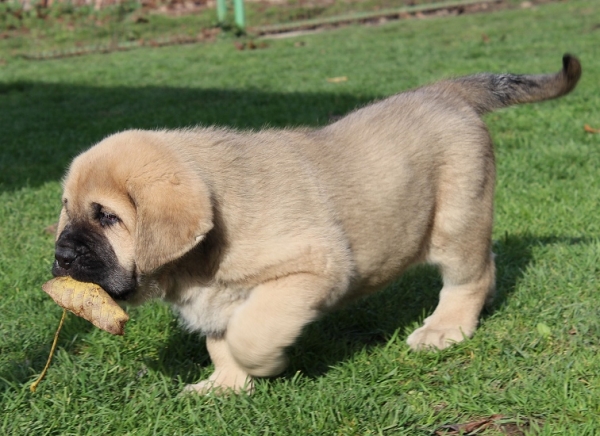 Kheops King Tornado Erben 6,5 weeks old
Ch. Vacceo de Fuente Mimbre x EJW 2012, Jch. Europa Tornado Erben
