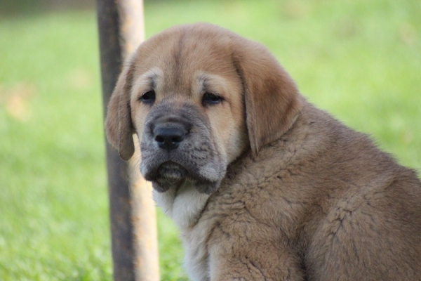 Kimbo Tornado Erben 7 weeks old
Ch. Vacceo de Fuente Mimbre x EJW 2012, Jch. Europa Tornado Erben
Keywords: puppyczech