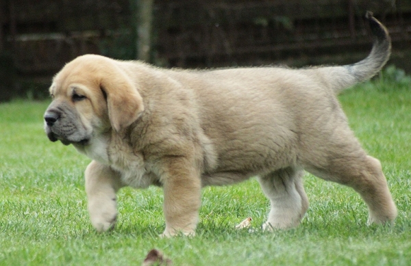 Kimbo Tornado Erben 6,5 weeks old
Ch. Vacceo de Fuente Mimbre x EJW 2012, Jch. Europa Tornado Erben
