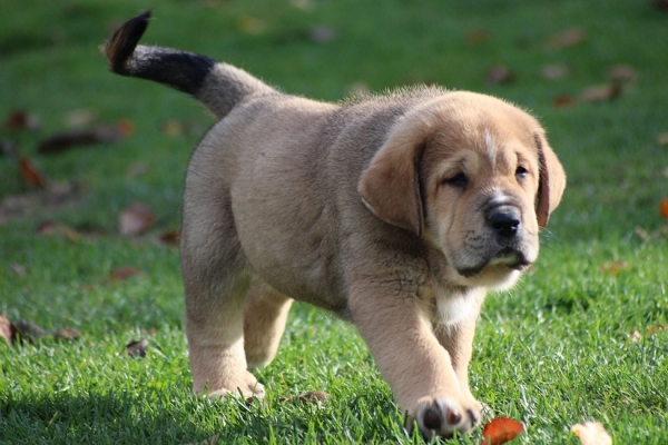 Kliford Tornado Erben 7 weeks old
Ch. Vacceo de Fuente Mimbre x EJW 2012, Jch. Europa Tornado Erben
Keywords: puppyczech