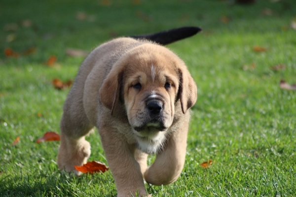 Kliford Tornado Erben 7 weeks old
Ch. Vacceo de Fuente Mimbre x EJW 2012, Jch. Europa Tornado Erben
Keywords: puppyczech