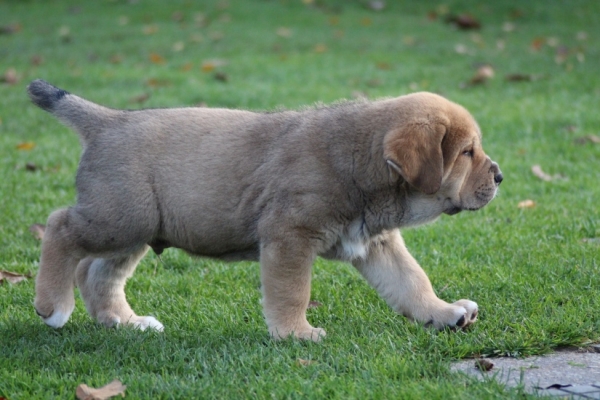 Kliford Tornado Erben 7 weeks old
Ch. Vacceo de Fuente Mimbre x EJW 2012, Jch. Europa Tornado Erben
Keywords: puppyczech