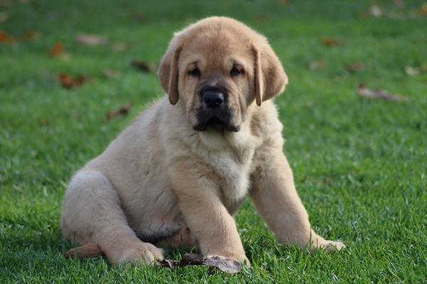 Kody Tornado Erben 7 weeks old
Ch. Vacceo de Fuente Mimbre x EJW 2012, Jch. Europa Tornado Erben
Keywords: puppyczech