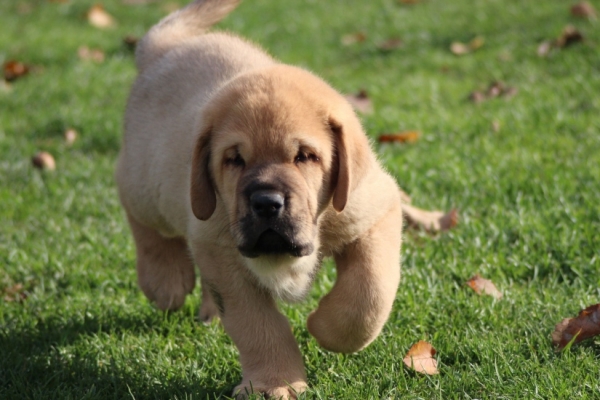 Kody Tornado Erben 7 weeks old
Ch. Vacceo de Fuente Mimbre x EJW 2012, Jch. Europa Tornado Erben
Keywords: puppyczech