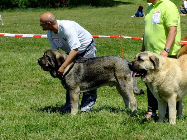 Apolo de Cerro del Viento and Kortesy z Kraje sokolu - Young Class Males, Club Show of Moloss club CZ, Prague, Czech Republic, 29.05.2011
Keywords: 2011