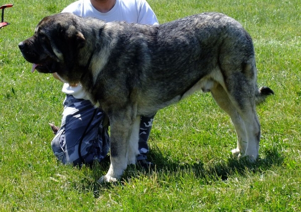 Apolo de Cerro del Viento: EXC 1, CAJC, Young Club Winner - Young Class Males, Club Show of Moloss Club CZ, Prague, 29.05.2011
Granero del Macareno x Lana de Cerro del Viento
Born: 17.04.2010
Keywords: 2011 Alkinianos sabas