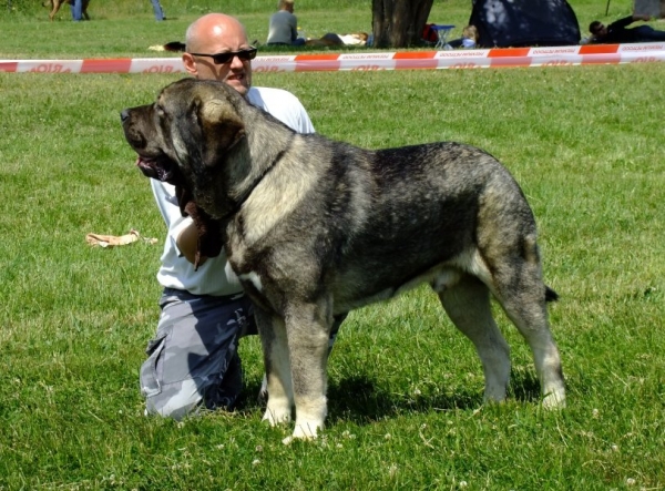 Apolo de Cerro del Viento: EXC 1, CAJC, Young Club Winner - Young Class Males, Club Show of Moloss Club CZ, Prague, 29.05.2011
Granero del Macareno x Lana de Cerro del Viento
Born: 17.04.2010
Keywords: 2011 Alkinianos sabas