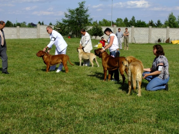 Sofia Sol Tornado Erben and other 3 best dogs of club show - Club Show of Moloss Club CZ, Prague, 29.05.2011
Keywords: 2011