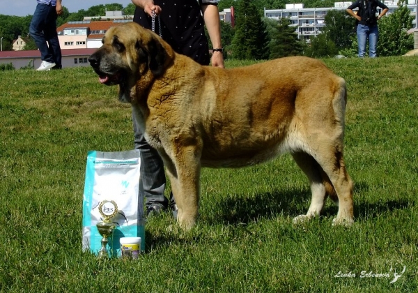 Conchitta Tornado Erben: EXC 1, Best Veteran - Club Show of Moloss Club CZ, Prague 29.05.2011
Born: 21.01.2003
Baskervil Mastibe x Salma de Cueto Negro
Keywords: 2011 tornado veteran veterano