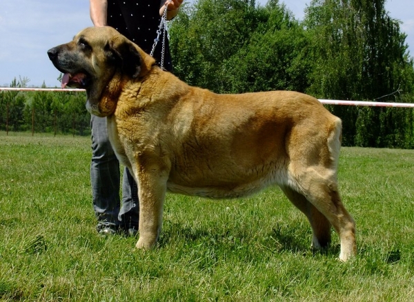 Conchitta Tornado Erben: EXC 1, Best Veteran - Club Show of Moloss Club CZ, Prague 29.05.2011  
Born: 21.01.2003
Baskervil Mastibe x Salma de Cueto Negro
Keywords: 2011 tornado veteran veterano