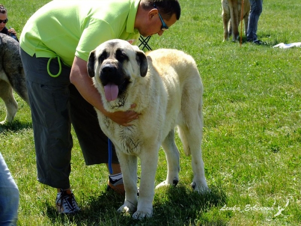 Kortesy Z Kraje sokolu: VG 4 - Young Class Males, Club Show of Moloss Club CZ, Prague, 29.05.2011
Born: 18.4.2010
Amigo Zeus Bis Mastibe x Feimi z Kraje sokolu
Keywords: 2011 sokol