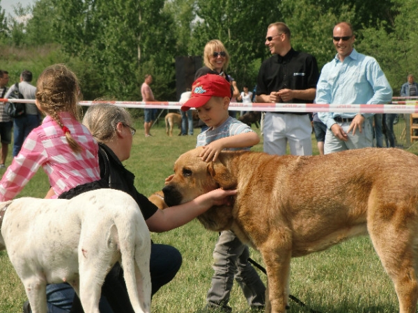 Ydalgo Leon Tornado Erben with his juniorhandler - Club Show of Moloss Club CZ, Prague, 29.05.2011
competience Child and dog
Keywords: 2011 kids tornado