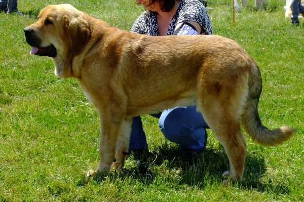 Ydalgo Leon Tornado Erben: EXC 2 - Young Class Males, Club Show of Moloss Club CZ, Prague, 29.05.2011
Born: 17.08.2010
Brutus del Dharmapuri x Sofia Sol Tornado Erben
Keywords: 2011 tornado