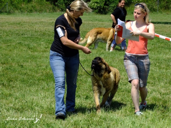 Lili Z Kraje sokolu, Puppy Class - Club Show of Moloss Club CZ, Prague, 29.05.2011
Basil Mastifland x Chanel Zaark Mastibe
Keywords: 2011 sokol