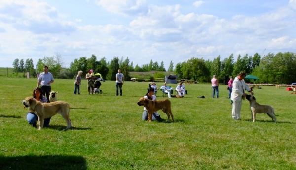 Tamburel de Muxa in competience: Best Puppy Male - Club Show of Moloss Club CZ, Prague, 29.05.2011
Keywords: 2011