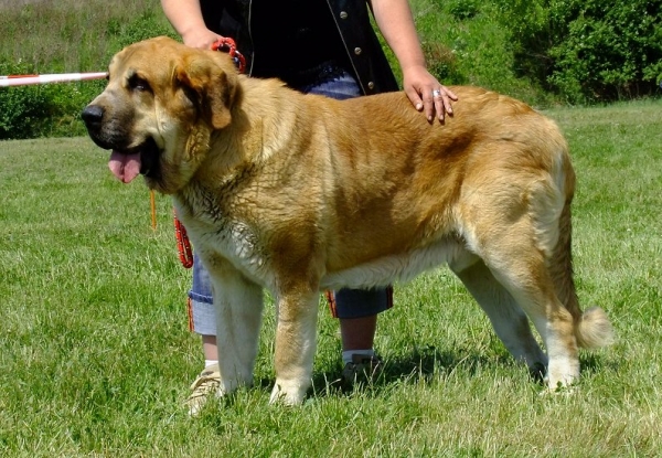 Saimon Jack Tornado Erben: EXC 1, CAC, Club Winner - Open Class Males, Club Show of Moloss Club CZ, Prague, 29.05.2011
Druso de la Aljabara x Lois Tornado Erben
Keywords: 2011 tornado