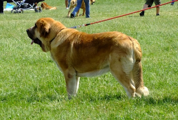 Saimon Jack Tornado Erben: EXC 1, CAC, Club Winner - Open Class Males, Club Show of Moloss Club CZ, Prague, 29.05.2011
Druso de la Aljabara x Lois Tornado Erben
Anahtar kelimeler: 2011 tornado