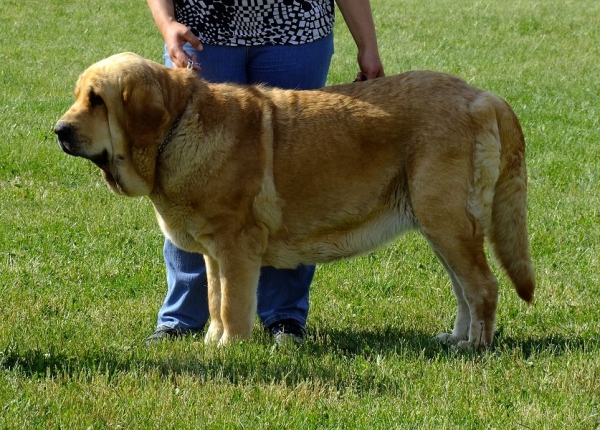 Sofia Sol Tornado Erben: EXC 1, CAC, Club WInner, Best of Breed - Champion Class Females, Club Show of Moloss Club CZ, Prague, 29.05.2011
Druso de la Aljabara x Lois Tornado Erben
Keywords: 2011 tornado