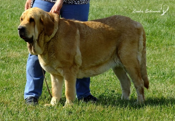 Sofia Sol Tornado Erben: EXC 1, CAC, Club WInner, Best of Breed - Champion Class Females, Club Show of Moloss Club CZ, Prague, 29.05.2011
Druso de la Aljabara x Lois Tornado Erben
Keywords: 2011 tornado