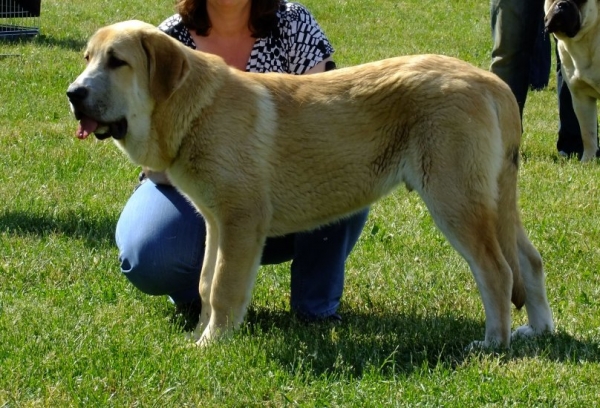 Tamburel de Muxa, puppy class - Club Show of Moloss Club CZ, Prague, 29.05.2011
Bardo de Salombra x Tita de Cueto Negro
Keywords: 2011