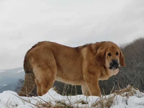 Ydalgo Leon Tornado Erben 5 months
Brutus del Dharmapuri x Ch.Sofia Sol Tornado Erben
