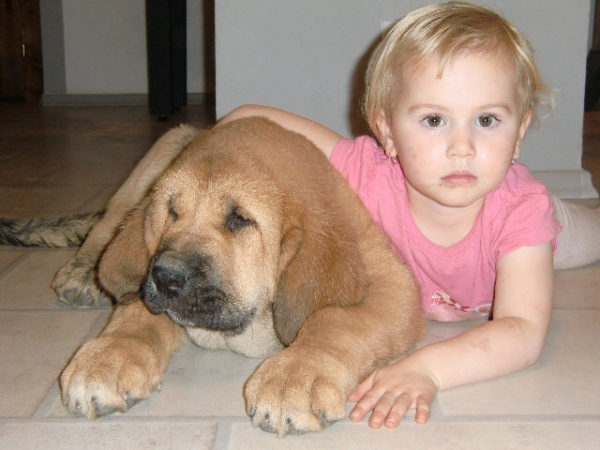 Ydalgo Leon Tornado Erben 12 weeks old with his little friend 
Brutus del Dharmapuri x Sofia Sol Tornado Erben
Keywords: kids