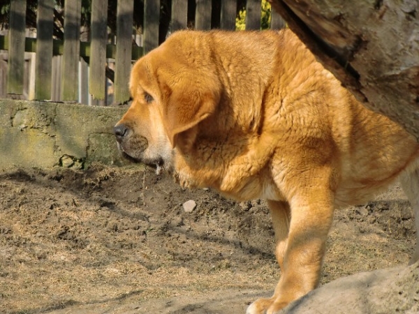 Ydalgo Leon Tornado Erben 6 months
Brutus del Dharmapuri x Sofia Sol Tornado Erben
