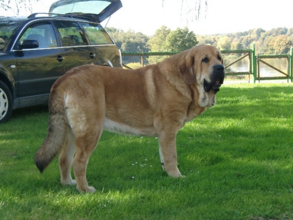 Ydalgo Leon Tornado Erben 13 months
Brutus del Dharmapuri x Sofia Sol Tornado Erben
