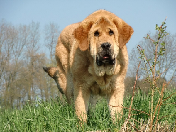 Ydalgo Leon Tornado Erben 8 months 
Brutus del Dharmapuri x Sofia Sol Tornado Erben
