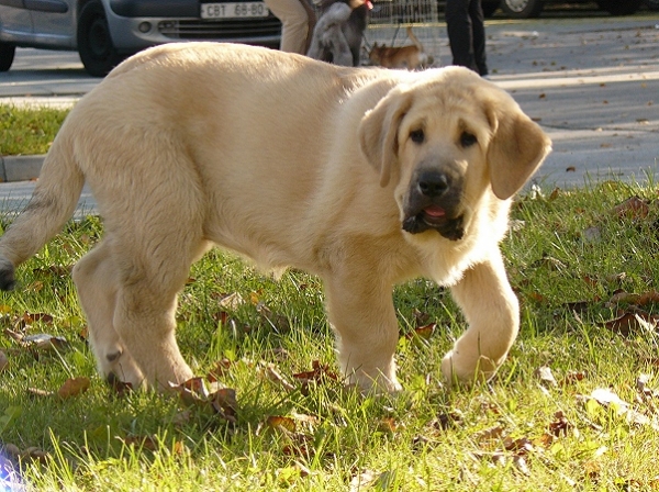 Umberta  Lili Tornado Erben - 12 weeks old
Ugo del Dharmapuri x Lois Tornado Erben
