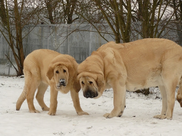 Umberta Lili Tornado Erben with her mother Ich. Lois Tornado Erben
Keywords: snow nieve