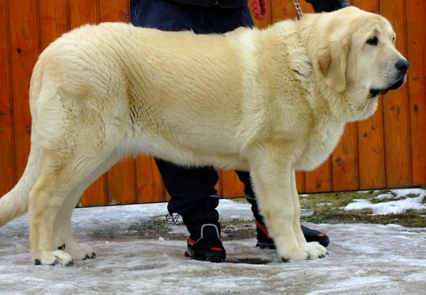 Umberta Lili Tornado Erben - 6,5 months
Ugo del Dharmapuri x Ich. Lois Tornado Erben
