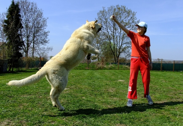 Our crazy baby Umberta Lili Tornado Erben
8,5 months 
Ugo del Dharmapuri x Lois Tornado Erben
