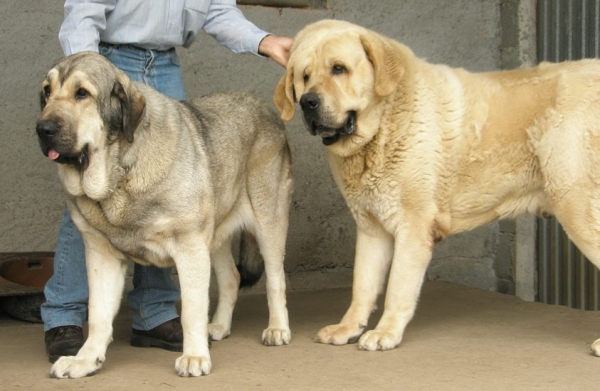 Linda Tornado Erben and Caruso (son of Canon de Fuentemimbre)
