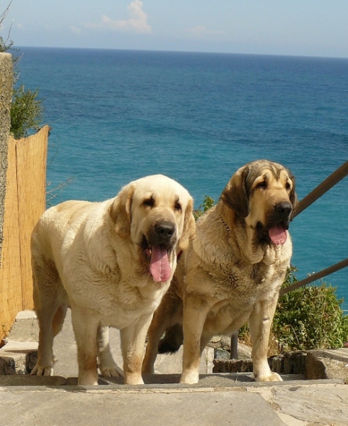 Ch. Lois and Ch. Linda Tornado Erben at the sea in Italy
Basil Mastifland x Florita Maja Tornado Erben
