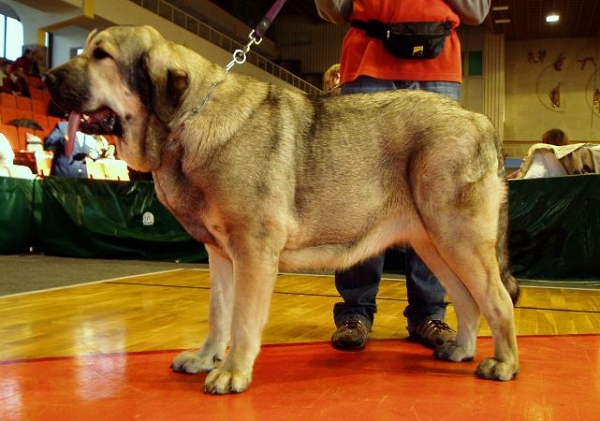 Linda Tornado Erben 11,5months
National show Nowa Ruda (PL) - young class - excellent 2
