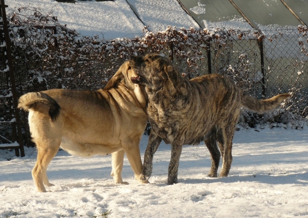 First snow - November 2008
Linda Tornado Erben 23 months (Basil Mastifland x Florita Maja Tornado Erben)
Eleonore Lu Dareva 2 years (Druso de la Aljabara x Franchesca Mastibe)
Keywords: snow nieve