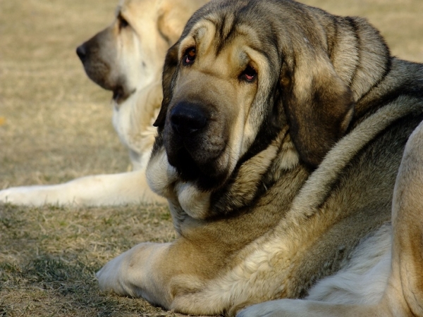 Ch. Linda Tornado Erben 4,5 years old 
Ich. Basil Mastifland x Ch. Florita Maja Tornado Erben
