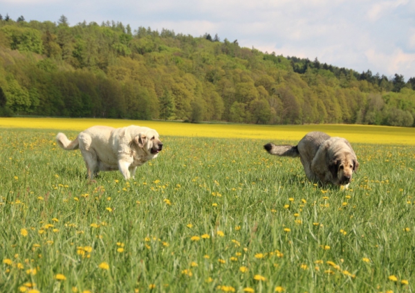 sisters Lois and Linda Tornado Erben, 8,5 years old
(Florita Maja Tornado Erben x Basil Mastifland)
Keywords: tornado