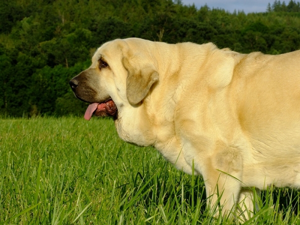 Ich. Lois Tornado Erben - 2x Mejor hembra en exposicion  en España, Mejor cachorro hembra en Barrios de Luna 
Campeon internacional, Grandcampeon de la rep. Checa, Grandcampeon de Eslovaquia, Campoen de Hungría, Campeon de Alemania, Campeon de rep. Checa, Campeon de Polonia, Campeon de Eslovaquia, 18x Mejor de la Raza...

Basil Mastifland x Florita Maja Tornado Erben
