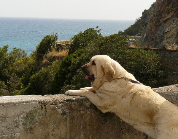 Ch. Lois Tornado Erben in Italy
Lois on the travel for mating
