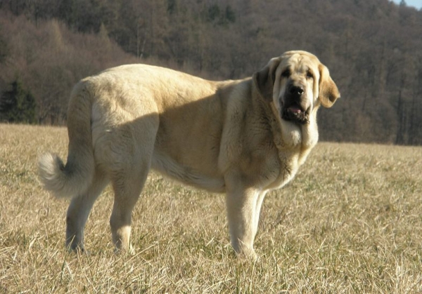 Lois Tornado Erben 14,5 months
Basil Mastifland x Florita Maja Tornado Erben
