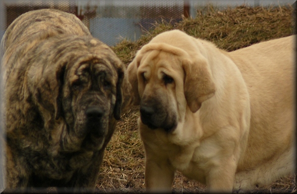 2 years old ladies from  Tornado Erben
Eleonore Lu Dareva (Druso de la Aljabara x Franchesca Mastibe) and Lois Tornado Erben (Basil Mastifland x Florita Maja Tornado Erben)
