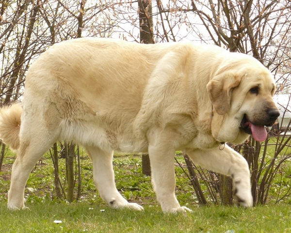 Ch. Lois Tornado Erben - 2 years
Basil Mastifland x Florita Maja Tornado Erben
