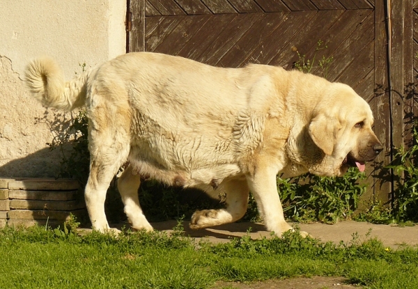 Ch. Lois Tornado Erben - 52 days in pregnancy/ prenada 52 días
she is waiting babies with Ugo del Dharmapuri (Italy)
