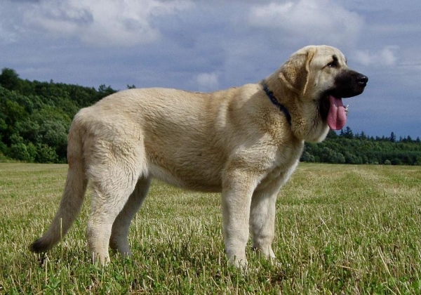 Lois Tornado Erben 6,5months
Ich. Basil Mastifland x Florita Maja Tornado Erben
