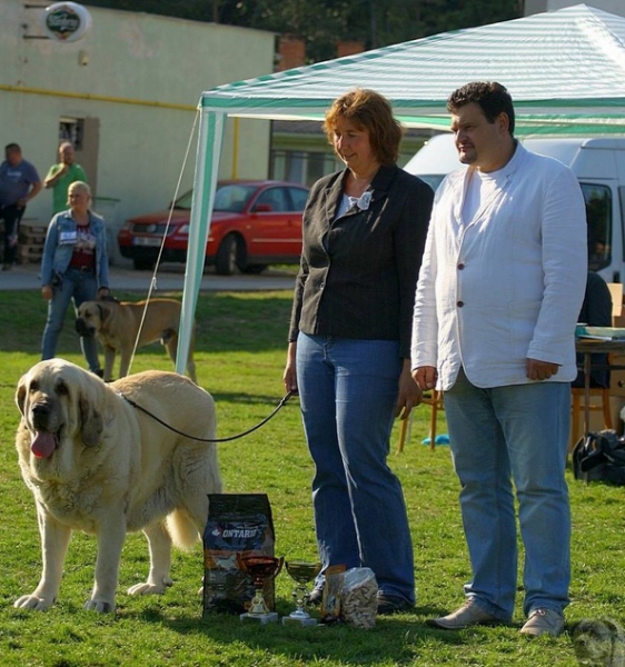 Lois Tornado Erben -nearly 9 years
BIS VETERAN on Special club show of Moloss club CZ 
(Basil Mastifland x Florita Maja Tornado Erben)
Keywords: tornado