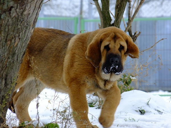 Yang Great Lord Tornado Erben 3,5 months old 
Brutus del Dharmapuri x Sofia Sol Tornado Erben
