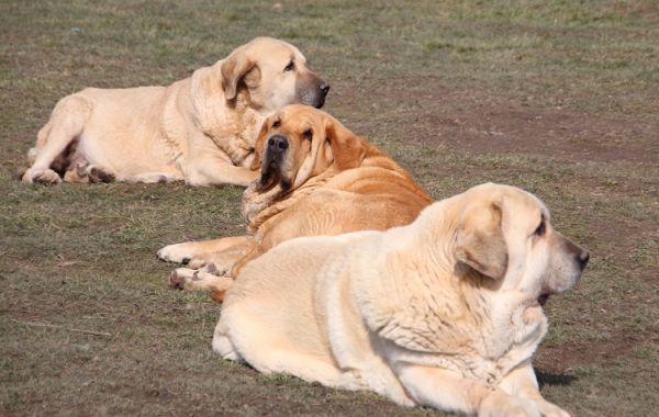 Group of veteranes in Tornado Erben kennel 
Florita Maja Tornado Erben (11 years) with daughter Lois Tornado Erben (9 years) and granddaughter Sofia Sol Tornado Erben (7 years)
Keywords: tornado